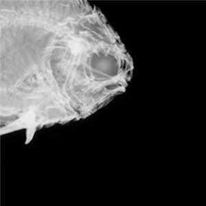 Leaf - Hoire Aeba (Spinnet Remix) Album