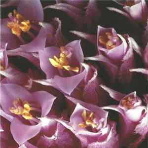 Integ2000 / Fear Tomorrow - Split CD Album