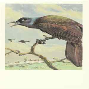 No Artist - Purple (Common) Grackle Album