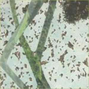 Nate Scheible - Hawthorne Album