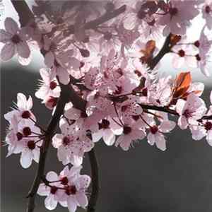 DR - Sakura Album