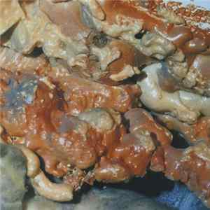 Carrion Crawler - Rot Crumble Collapse Album