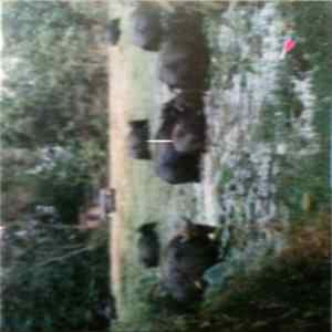 Wendy In The Mountains And The Caves With The Slaves - Hunting And Gathering Album