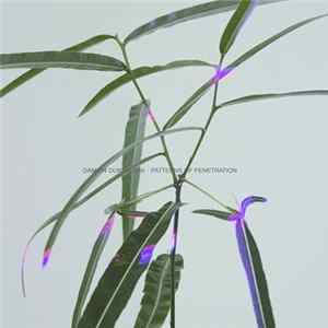 Damien Dubrovnik - Patterns Of Penetration Album