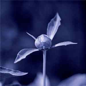 Unjin - Hui Gui Album