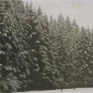 Various - Bleak Beauty Album