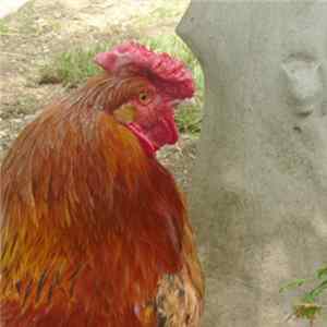 Fossils - Morbid Chicken Album
