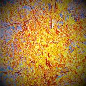 Magic Arrows - Shortwave Now Album