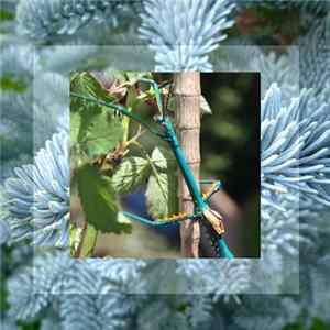 Phasmatoptera - Achrioptera Fallax Album