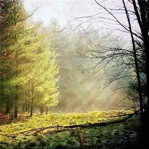 Hammock - Borrowing The Past (Hammock Remix) Album