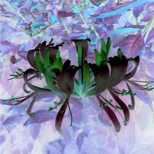 Skullflower - Bodhiviolence Album