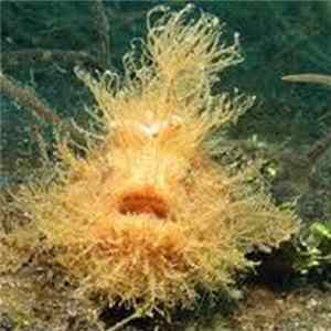 The FrogFish - Seven Frogs Album