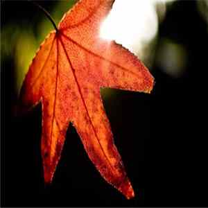 George Hales - Autumn Falls (Daeron 2012 Remix) Album